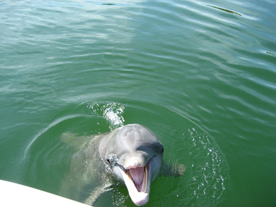 Beggar the Dolphin near Casey Key